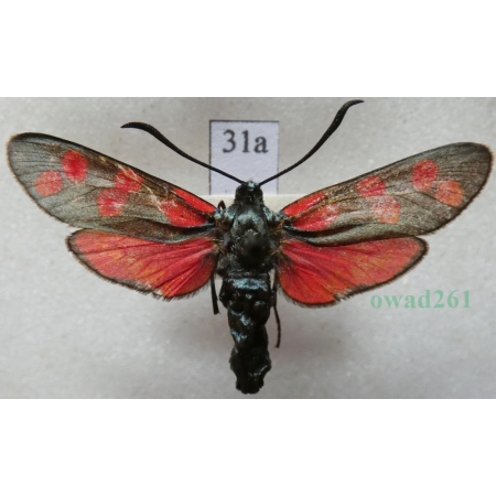 Zygaena filipendulae (Linnaeus, 1758) Kraśnik sześcioplamek Czech31a